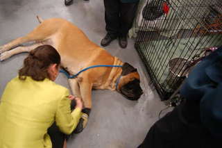 Illustration for article titled Wrapping Up The 2008 Westminster Dog Show
